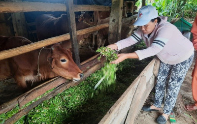 Chủ động phòng ngừa dịch bệnh đàn vật nuôi