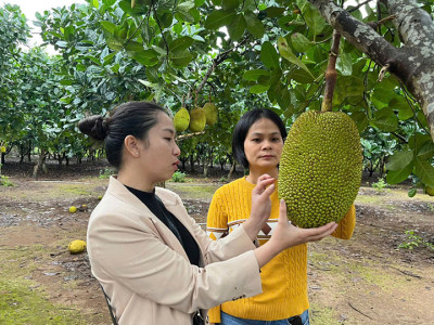 Xu hướng kinh tế xanh tại các hợp tác xã
