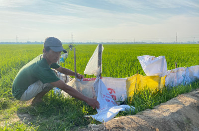 Chủ động phòng trừ sâu bệnh hại lúa đông xuân