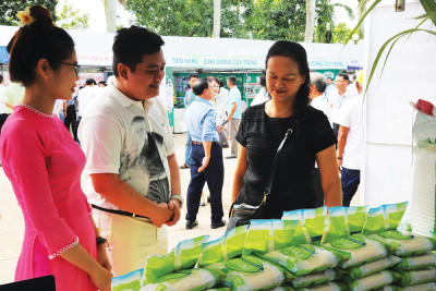 Công ty CP Mía đường Tuy Hòa: Nâng cao năng suất, chất lượng mía và thu nhập cho nông dân