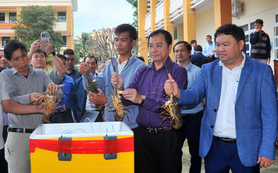 Tăng cường kiểm soát dịch bệnh trên tôm hùm nuôi